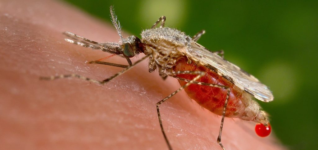 Anopheles stephensi